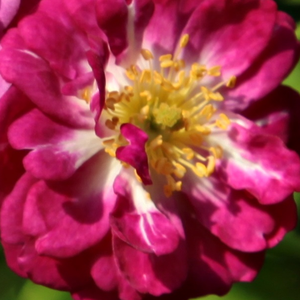 Szkółka róż - róże pnące ramblery - fioletowo - biały - Rosa  Perennial Blue - róża z dyskretnym zapachem - Bernard F. Mehring - Energiczna, postawna róża ze żrednio zieloną koroną.